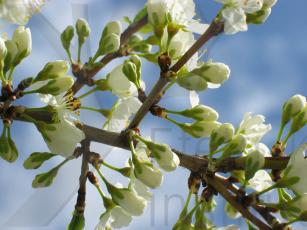 Omenapuun kukat. Kuva Suvi Niinisalo.